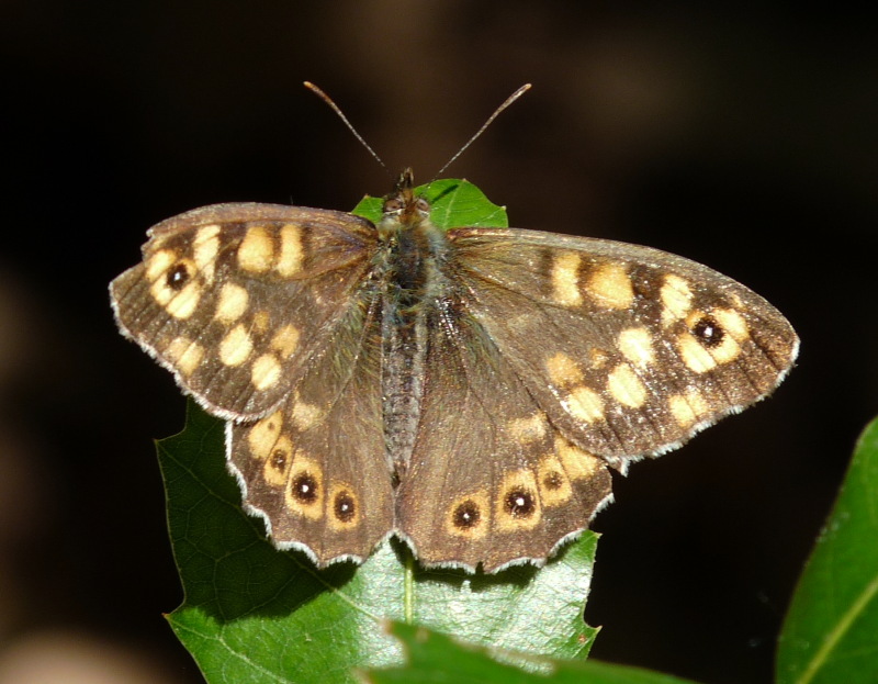 Identificazione : Pararge aegeria (maschio)